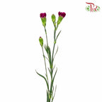 Carnation Spray Purple (18-20 Stems) - Pudu Ria Florist Southern
