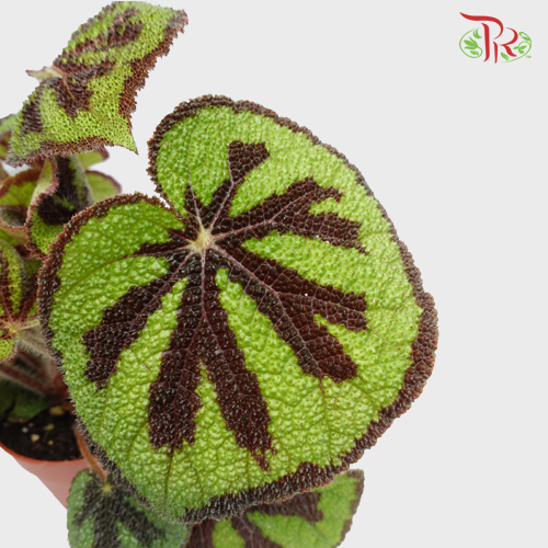 Begonia - Masoniana Lonely Rock - Pudu Ria Florist Southern