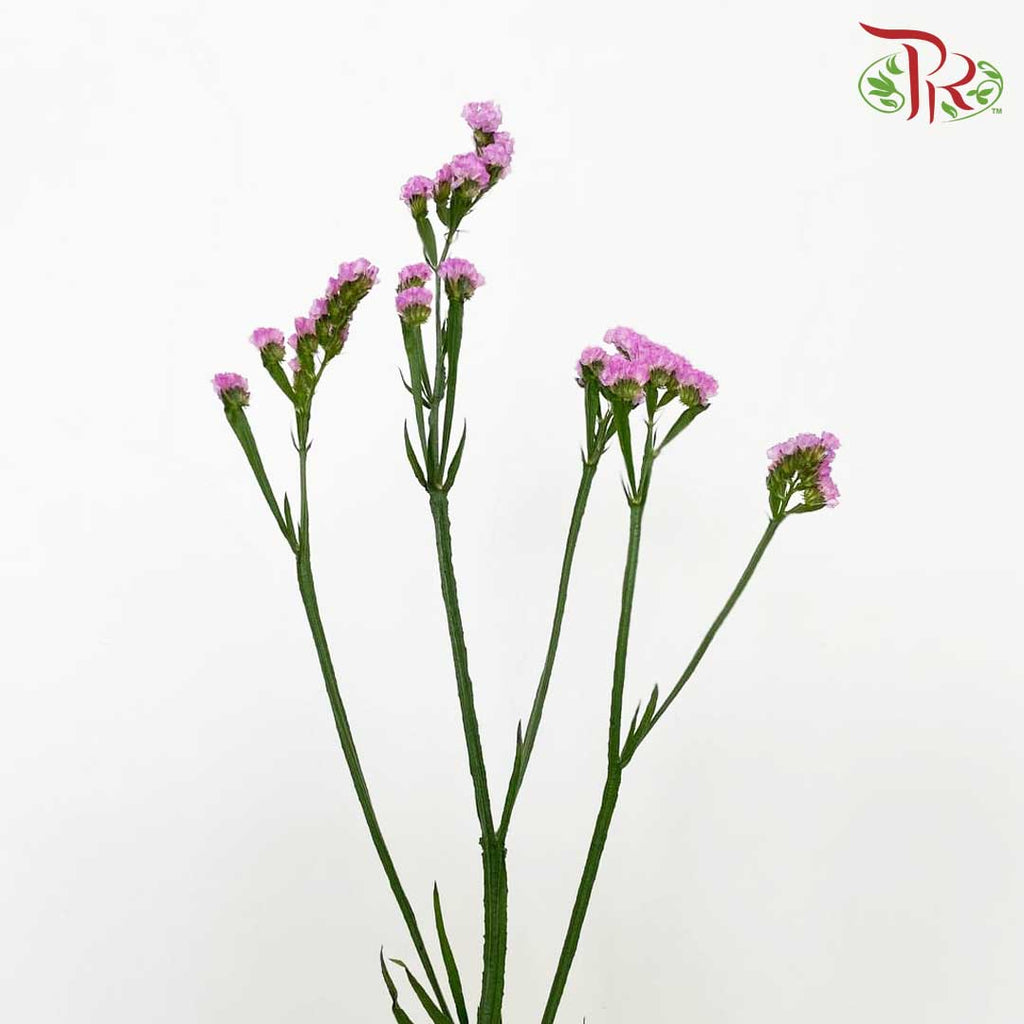 Statice Pink - Pudu Ria Florist Southern