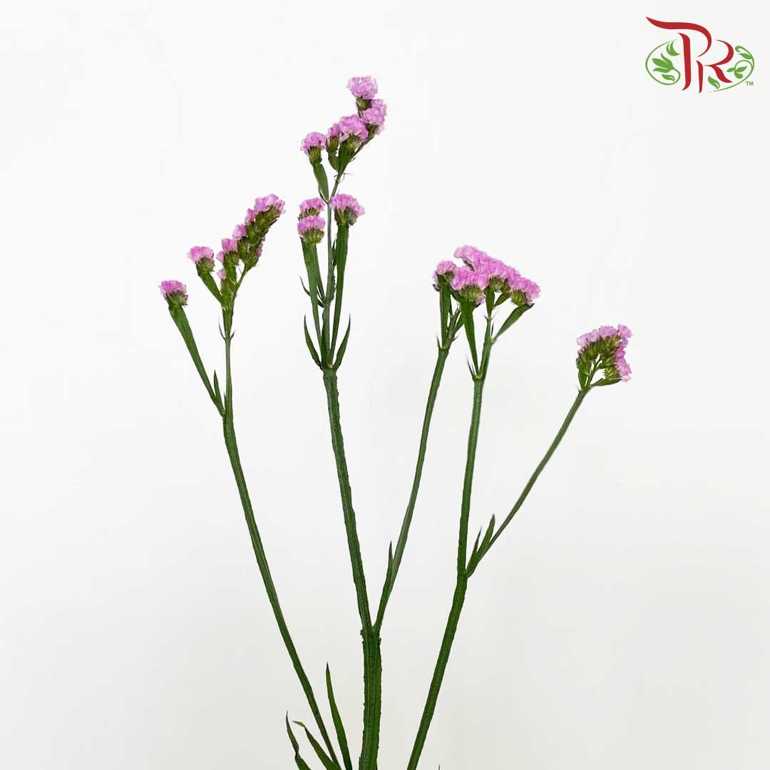 Statice Pink - Pudu Ria Florist Southern