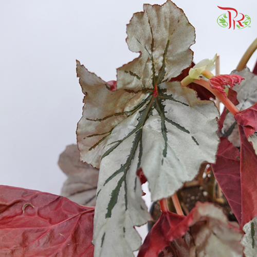 Begonia - Looking Glass - Pudu Ria Florist Southern
