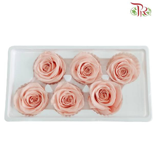 6 Bloom Preservative Rose - Light Peachy - Pudu Ria Florist Southern