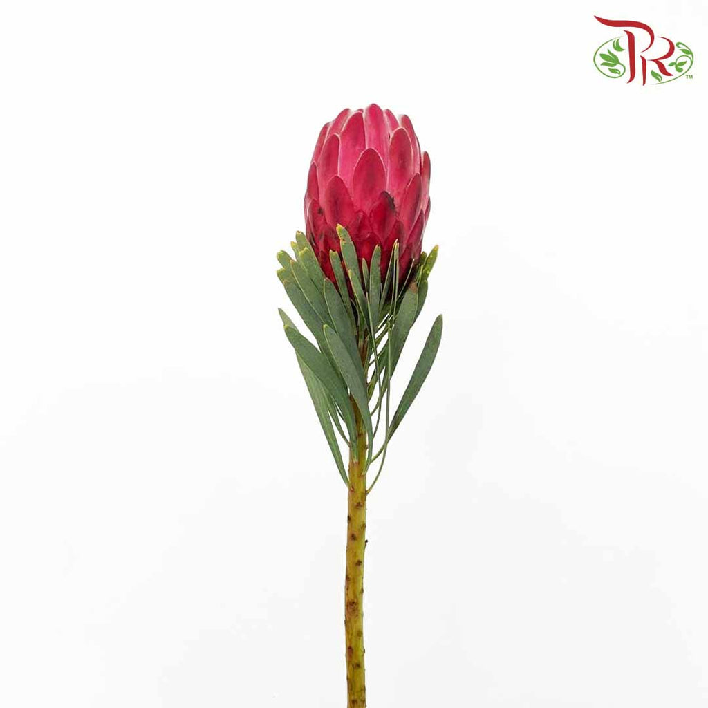 Protea (2 Stems) - Pudu Ria Florist Southern