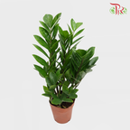 Zamia - Pudu Ria Florist Southern