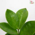 Zamia - Pudu Ria Florist Southern