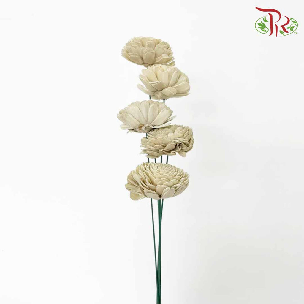 Dry Aeschynomene (Big) - Latte - Pudu Ria Florist Southern