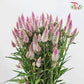 Celosia Spray Lilac (Per Bundle)