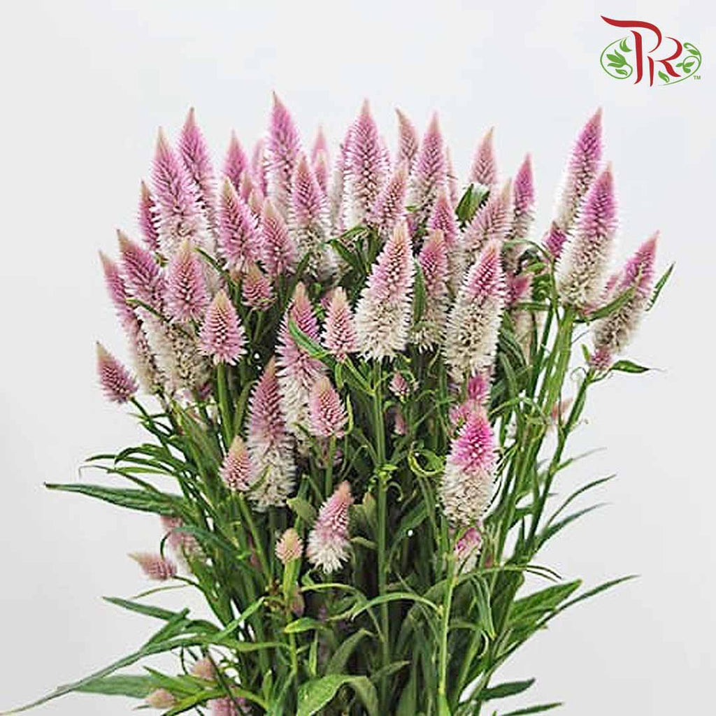 Celosia Spray Lilac (Per Bundle) - Pudu Ria Florist Southern