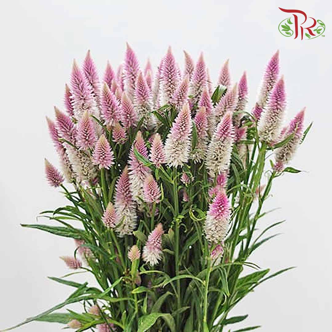 Celosia Spray Lilac (Per Bundle) - Pudu Ria Florist Southern