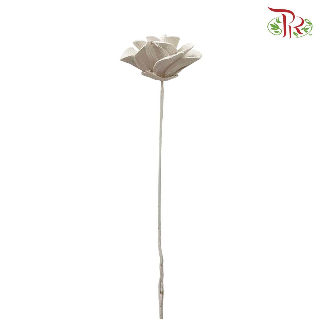 Dry Wood Rose - White - Offer Item - Pudu Ria Florist Southern