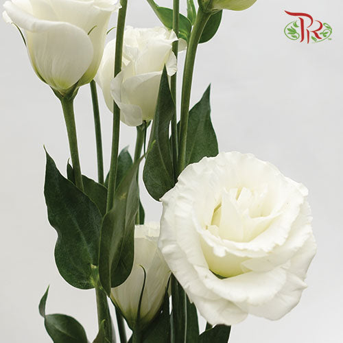 Eustoma White (12-15 Stems) - Pudu Ria Florist Southern