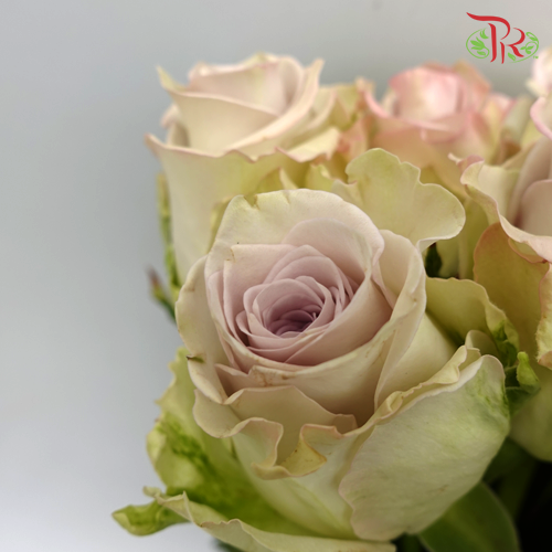 Rose Raindance (8-10 Stems) - Pudu Ria Florist Southern