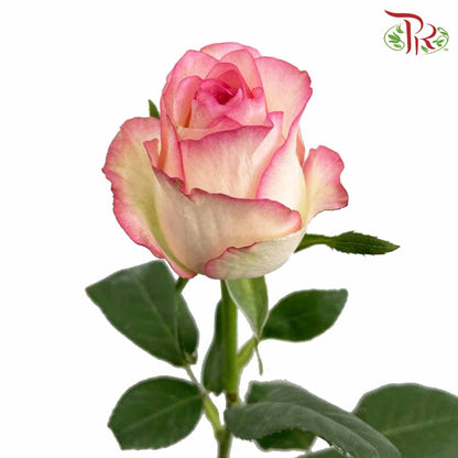Rose Essar (8-10 Stems) - Pudu Ria Florist Southern