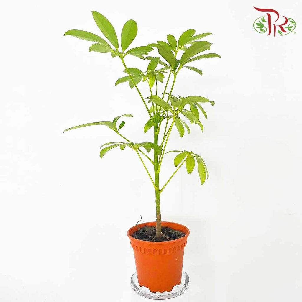 Schefflera Actinophylla - Pudu Ria Florist Southern