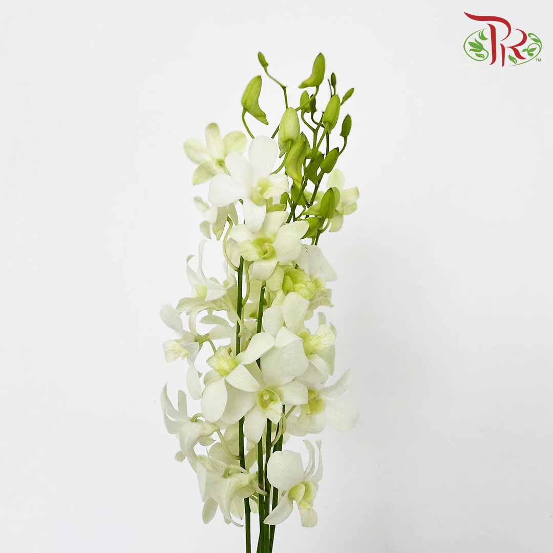 Dendrobium Orchid White / 5 Stems (L) - Pudu Ria Florist Southern