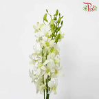 Dendrobium Orchid White / 5 Stems (L) - Pudu Ria Florist Southern