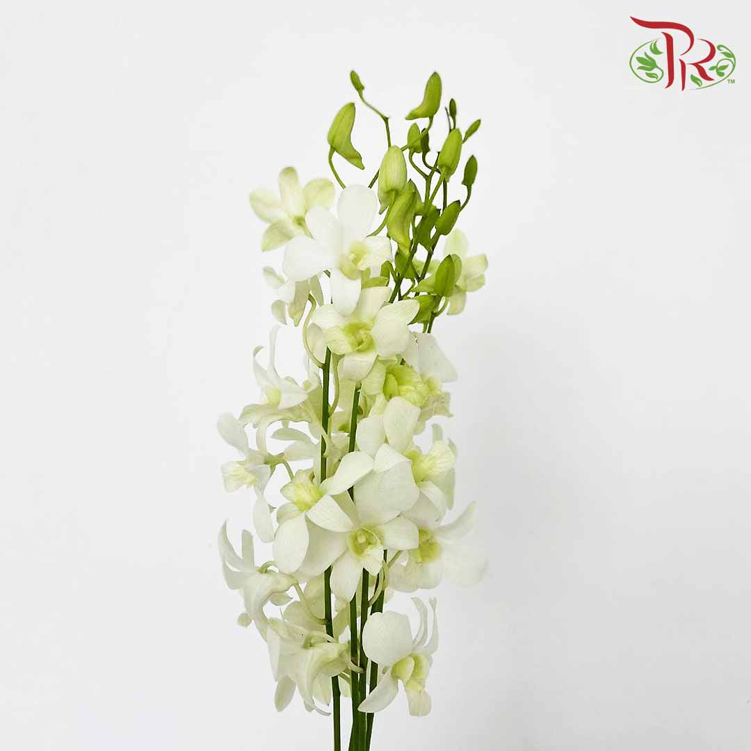 Dendrobium Orchid White / 5 Stems (XL) - Pudu Ria Florist Southern