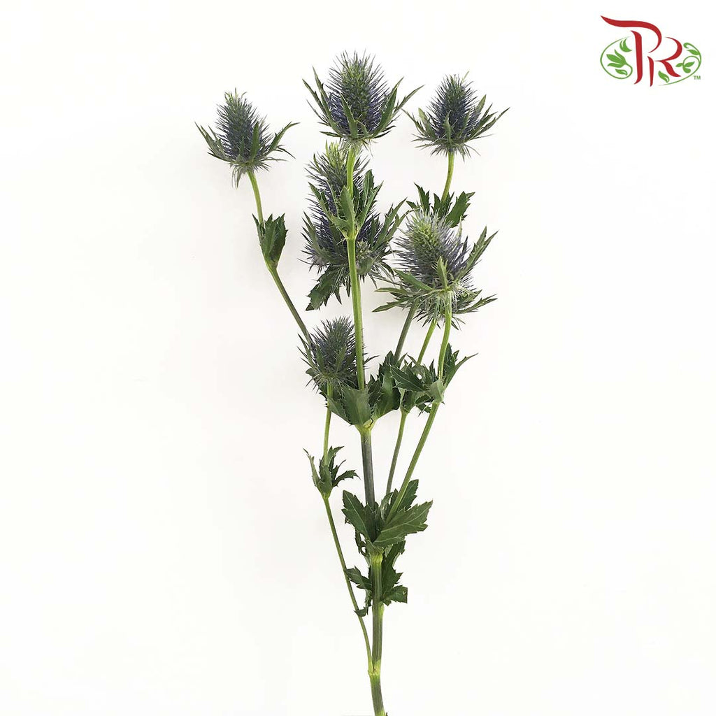 Eryngium - Pudu Ria Florist Southern