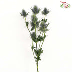 Eryngium - Pudu Ria Florist Southern