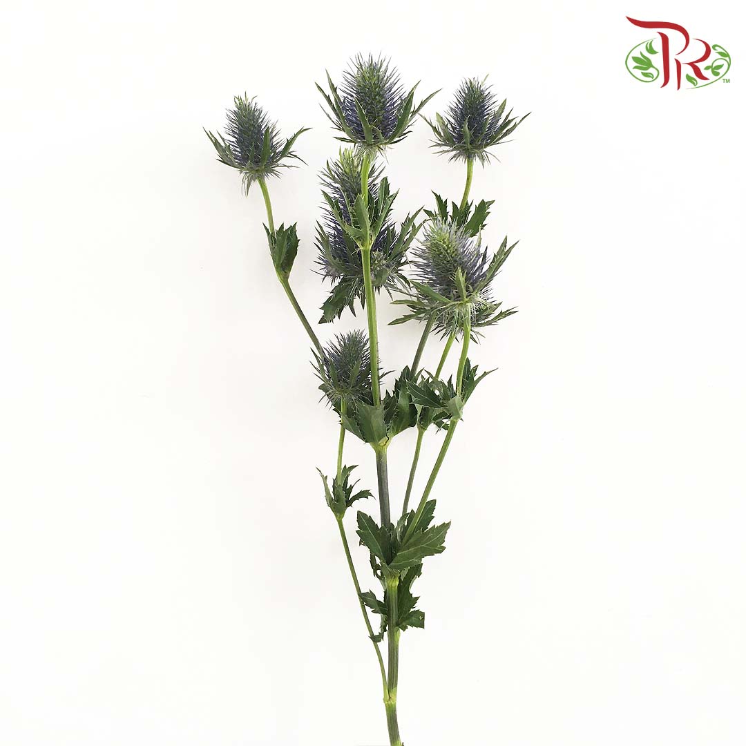 Eryngium - Pudu Ria Florist Southern