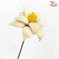 Dry Strike Lucky Flower - Offer Item - Pudu Ria Florist Southern