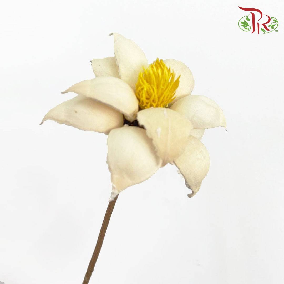 Dry Strike Lucky Flower - Offer Item - Pudu Ria Florist Southern