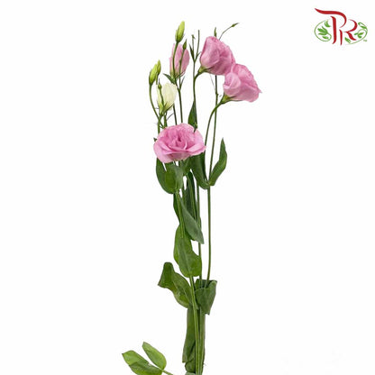 Eustoma Pink (12-15 Stems) - Pudu Ria Florist Southern