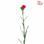 Carnation Spray Cherry Pink (18-20 Stems) - Pudu Ria Florist Southern