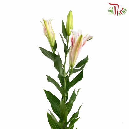 Lily Pink (5 Stems) - Pudu Ria Florist Southern