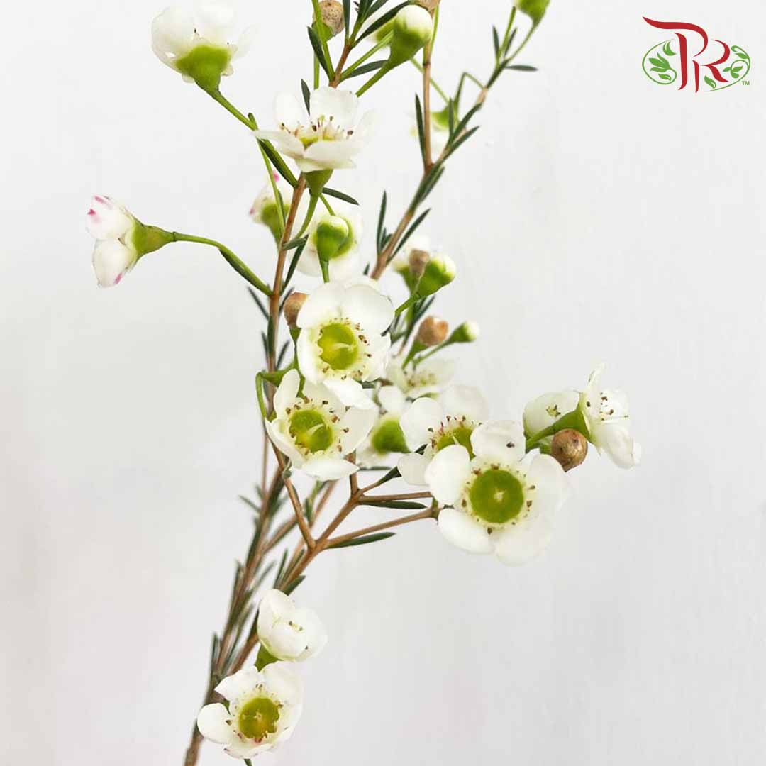 Wax Flower White - Pudu Ria Florist Southern