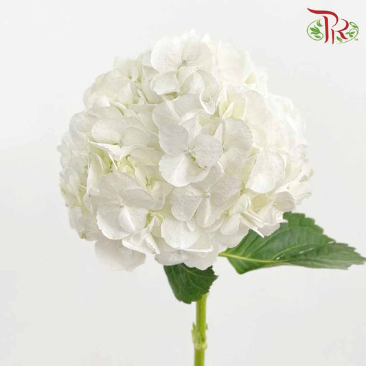 Hydrangea White / Per Stem - Pudu Ria Florist Southern