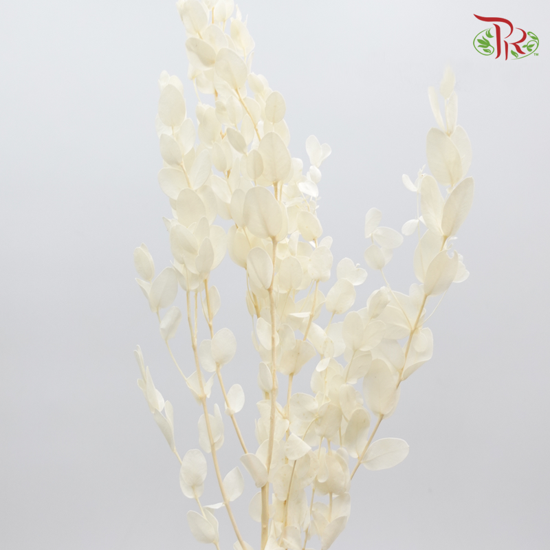 Preservative Eucalyptus Cinerea - Pudu Ria Florist Southern