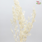Preservative Eucalyptus Cinerea - Pudu Ria Florist Southern
