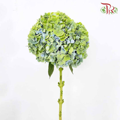 Hydrangea Green / Per Stem - Pudu Ria Florist Southern