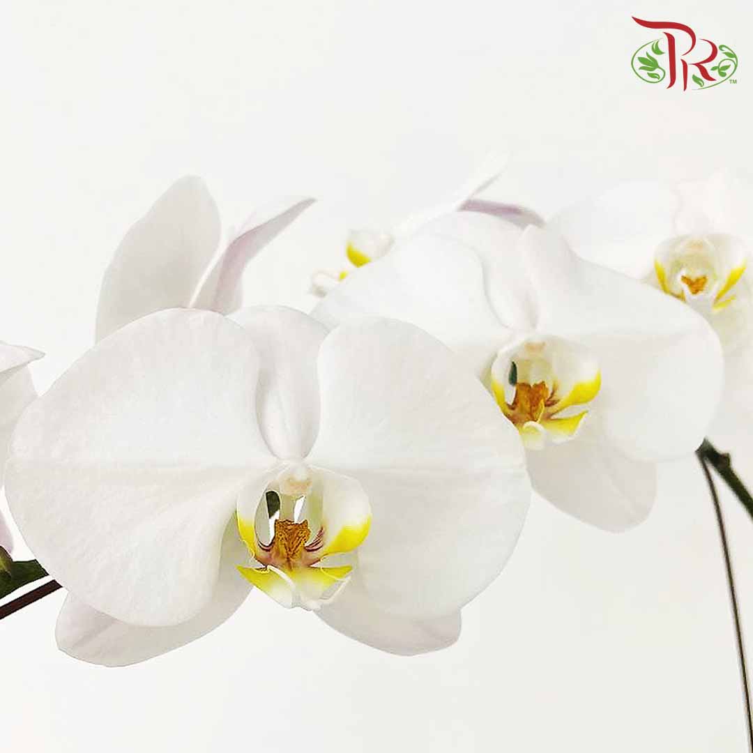 Phalaenopsis Orchid White Without Pot / Per Stem (L) - Pudu Ria Florist Southern