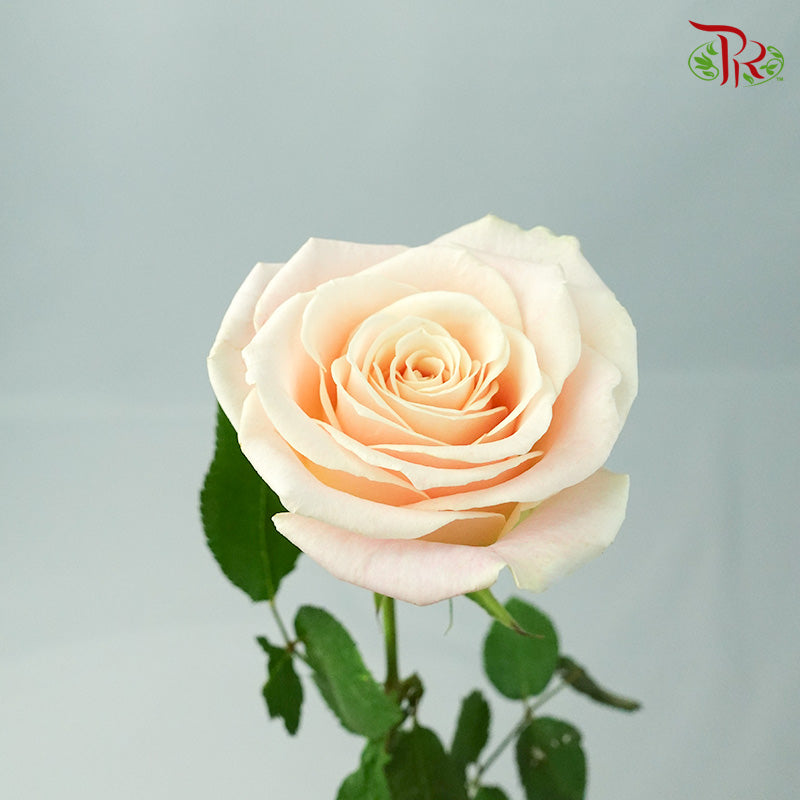 Rose Pink (8-10 Stems) - Pudu Ria Florist Southern