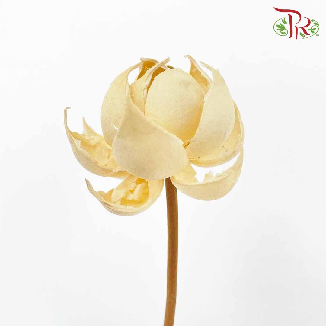 Dry Lotus Lantern - Pudu Ria Florist Southern