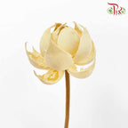 Dry Lotus Lantern - Offer Item - Pudu Ria Florist Southern