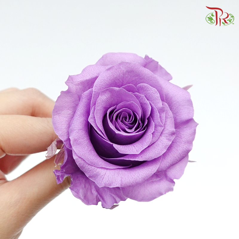 Preservative Full Bloom Rose (6 Blooms) - Purple - Pudu Ria Florist Southern