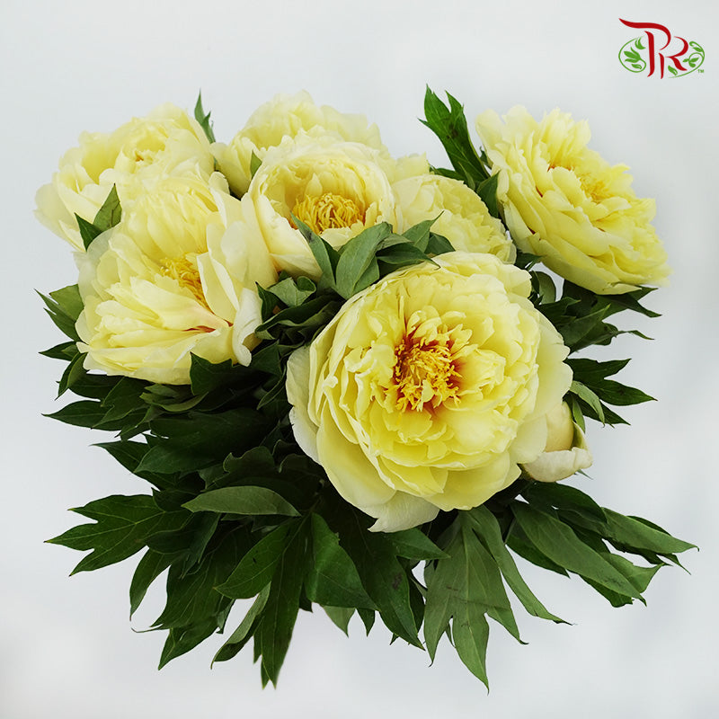 Peony Yellow (5 stems) - Pudu Ria Florist Southern