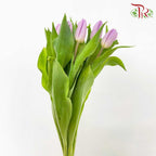 Tulip Light Purple (8-9 Stems) - Pudu Ria Florist Southern