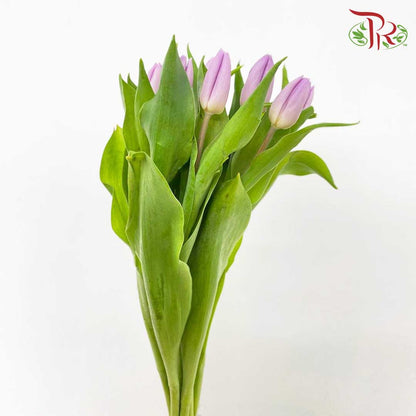 Tulip Light Purple (8-9 Stems) - Pudu Ria Florist Southern