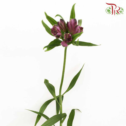 Alstroemeria Purple (9-10 Stems) - Pudu Ria Florist Southern