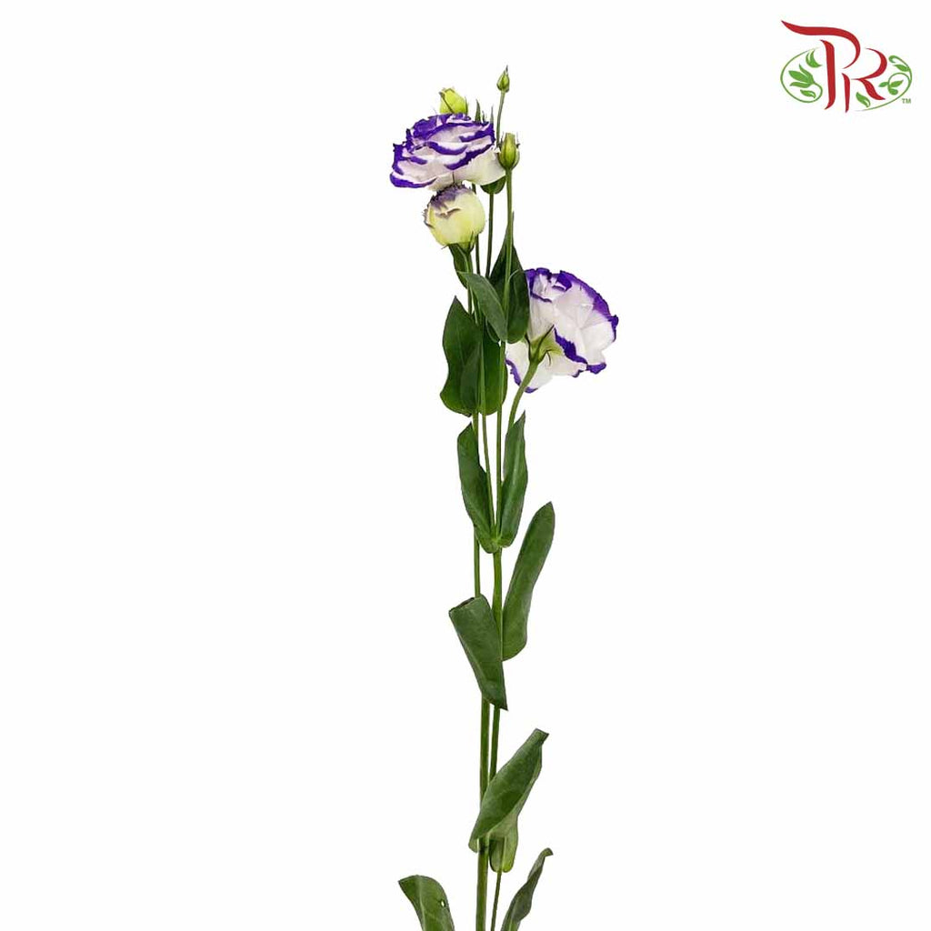 Eustoma Purple/White (12-15 Stems) - Pudu Ria Florist Southern