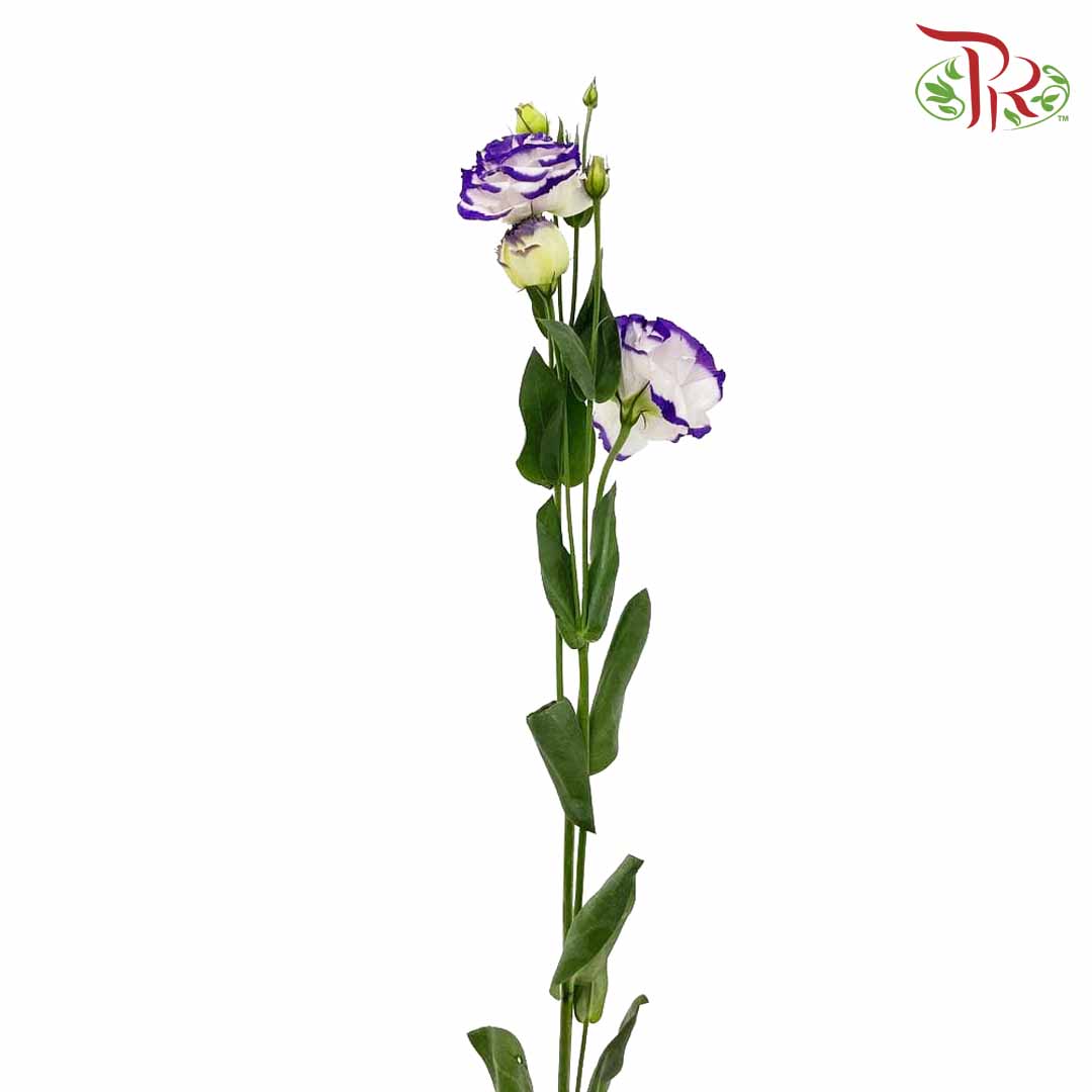 Eustoma Purple/White (12-15 Stems) - Pudu Ria Florist Southern