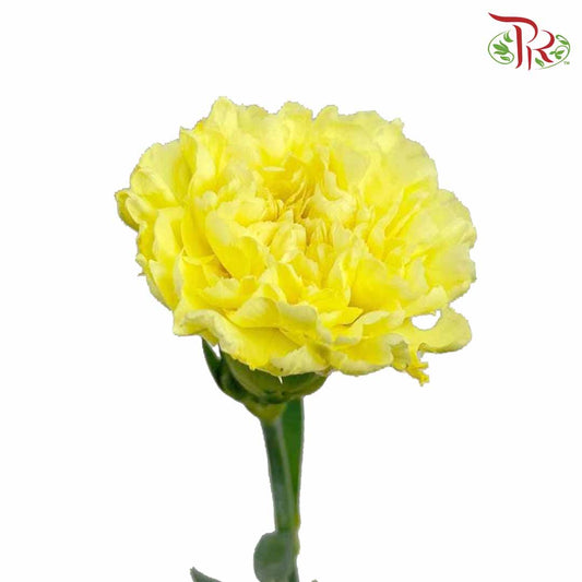 Carnation Yellow (18-20 Stems) - Pudu Ria Florist Southern