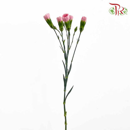 Carnation Spray Pink (18-20 Stems) - Pudu Ria Florist Southern