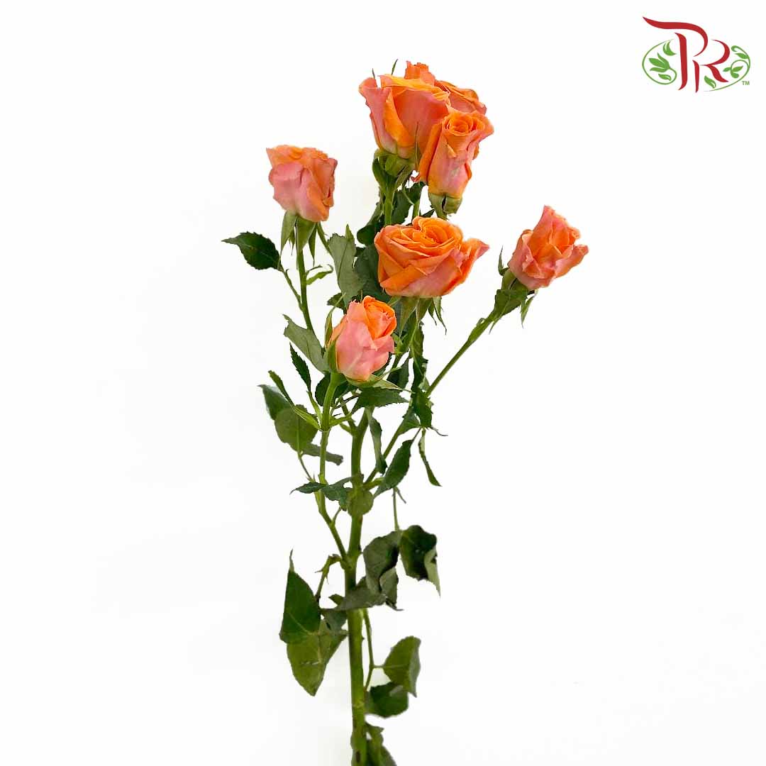 Rose Spray Babe (8-10 Stems) - Pudu Ria Florist Southern