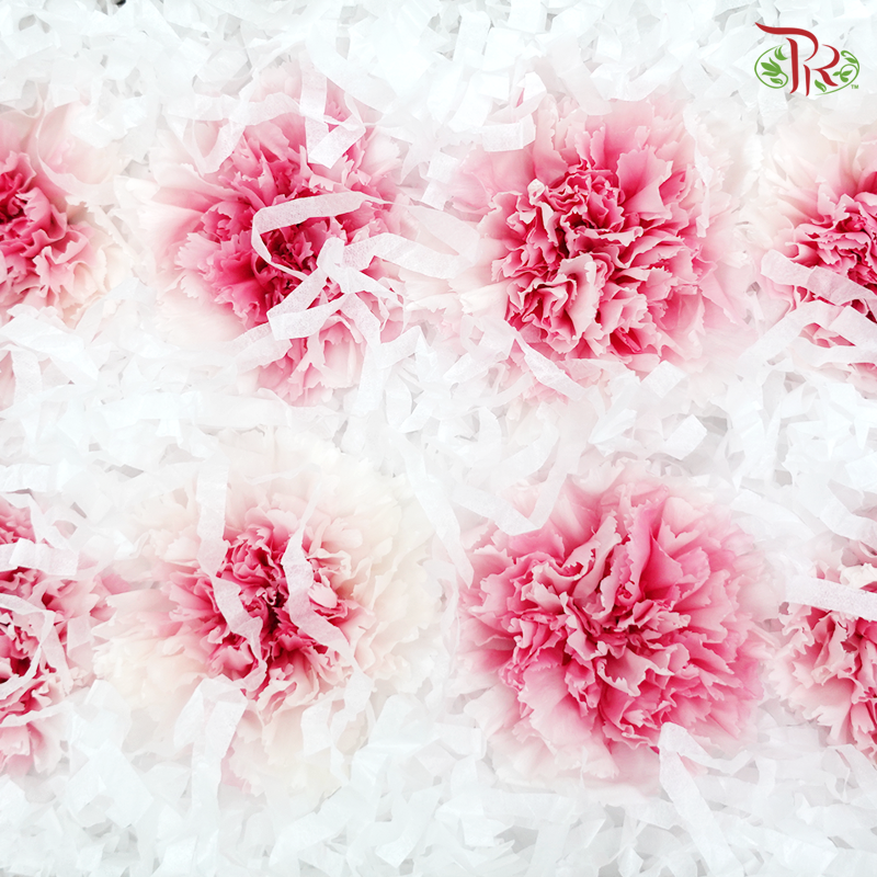 Preservative Carnation (8 Blooms) Mariah Pink - Pudu Ria Florist Southern