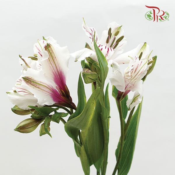 Alstroemeria White/Pink (9-10 Stems) - Pudu Ria Florist Southern